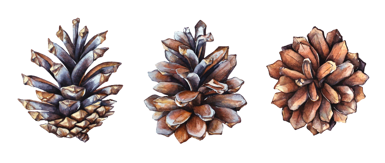 pinecones